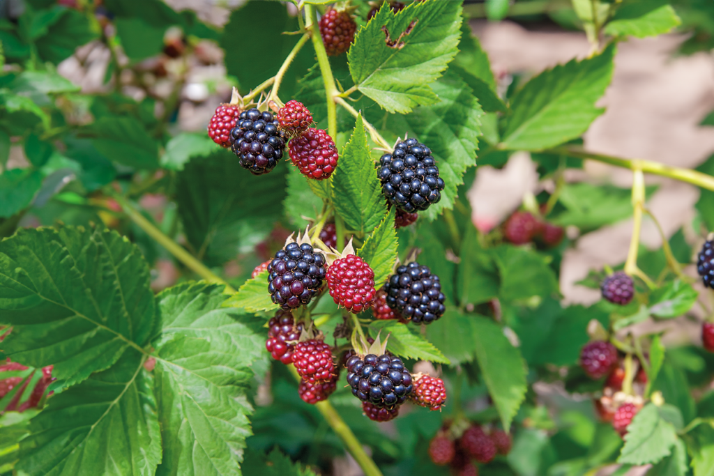 brombeeren